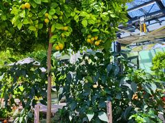 -墨尔本皇家植物园