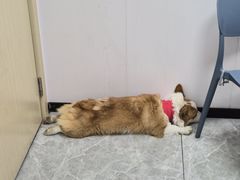 -艾贝尔宠物医院·宠保定点·超声绝育·免疫点(樱花路店)
