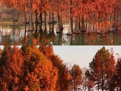 -贡湖湾湿地公园