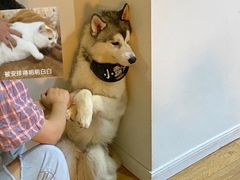 -Husky Go! 哈士奇体验馆·宠物咖啡厅狗咖