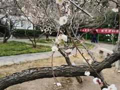 -香雪海