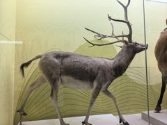 -国家自然博物馆