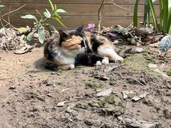 -呀路古热带植物园