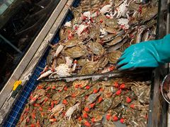 -一方渔歌蒸汽海鲜自助(文化路万达广场店)