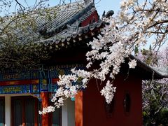 -桃花堤公园