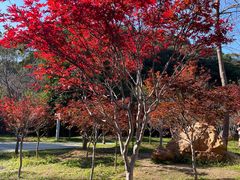 -广州市帽峰山景区