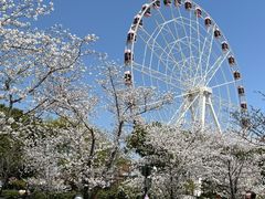 -顾村公园