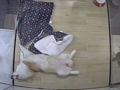 -宠小格时尚宠物生活馆(唐镇店)