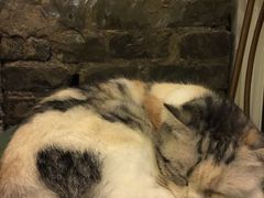 -猫色咖啡·猫咖