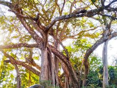 -瑞丽独树成林风景区