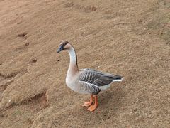 -鄱阳湖国家湿地公园