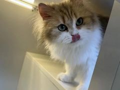 -十月米努特矮脚猫舍