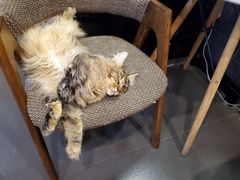 -十年猫舍·猫咪专门店(普陀店)