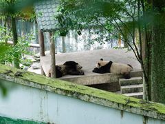 -中国大熊猫保护研究中心雅安碧峰峡基地