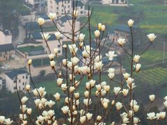 -石潭村