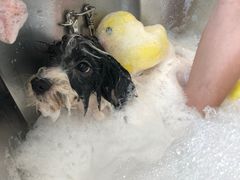 -PETKIT小佩宠物(古北店)