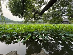 -西湖游船
