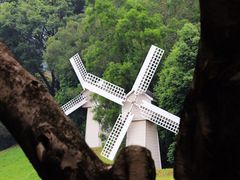 -银湖山郊野公园-相思林
