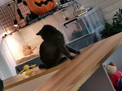 -平行世界·猫咖(首经贸店)