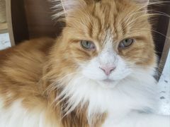 -喵园·猫主题咖啡厅·撸猫·猫咖(国贸店)