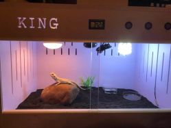 -椿树下·Tattoo纹身工作室