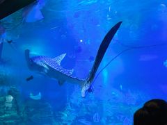 -烟台海昌鲸鲨海洋公园