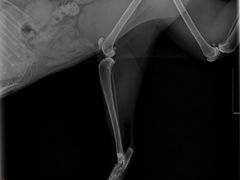 -宠颐生猫科·内科皮肤科(西平世纪城店)