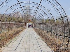 -大自然农场蔬菜草莓采摘园