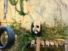 -深圳野生动物园