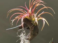 -西双版纳原始森林公园