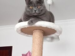 -lincat·猫舍(广州店)