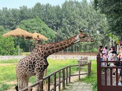 -北京野生动物园