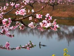 -南汇桃花村