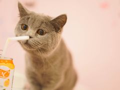 -三花喵·撸猫购宠·宠物生活馆(虹桥南丰城店)