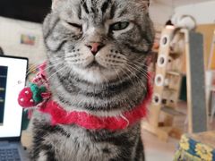 -平行世界·猫咖(首经贸店)