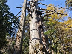 -天目山大树王景区