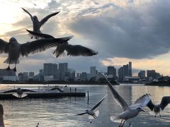 -台场海滨公园船码头