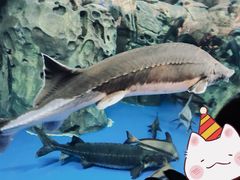 -上海海洋水族馆