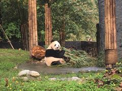 -都江堰中华大熊猫苑