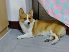 -宠福鑫康馨动物医院·骨科·眼科