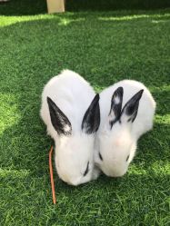 -萌宠亲子动物乐园(槐房万达店)