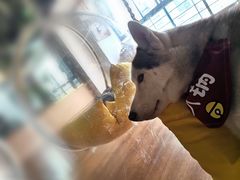 -Husky Go! 哈士奇体验馆·宠物咖啡厅狗咖