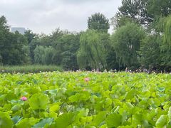 -莲湖公园
