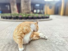-西园寺素食(西园弄戒幢律寺店)