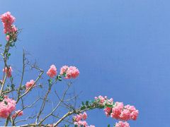 -南通鲜花小镇