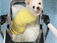 -北京赛佳动物医院