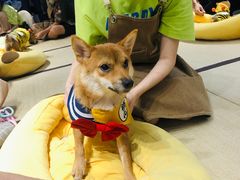 -逗柴咖啡屋·狗咖猫咖宠物桌游