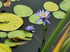 -国家植物园南园