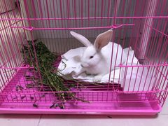 -伟伟宠物医院·CT影像中心·瑞派犬猫综合性门诊(汉口总院)