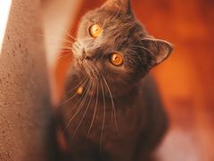-糯米喵星人总部直营旗舰店·猫舍·幼猫出售